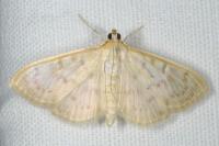 Patania ruralis