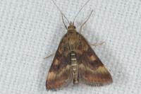 Pyrausta despicata