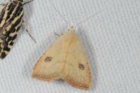 Rivula sericealis
