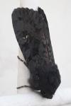 Aporophyla nigra