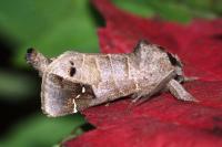 Clostera anachoreta