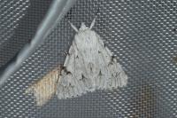 Acronicta leporina