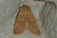 Leptologia macilenta
