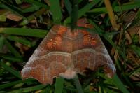 Scoliopteryx libatrix