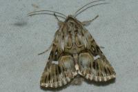 Calophasia lunula