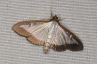 Cydalima perspectalis