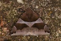 Dysgonia algira