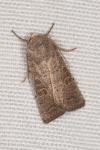 Hoplodrina ambigua