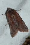 Anchoscelis haematidea