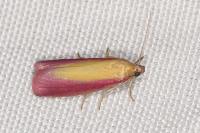 Oncocera semirubella