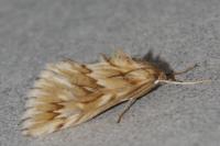 Cynaeda dentalis