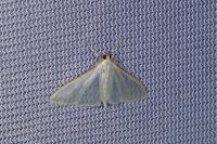 Palpita vitrealis