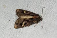 Trigonophora flammea