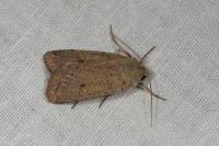 Xestia castanea