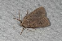 Xestia castanea