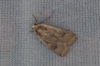 Noctua pronuba