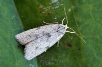 Apaidia rufeola
