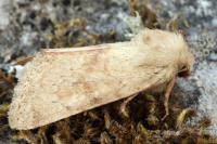 Luperina rubella