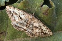 Peribatodes perversaria