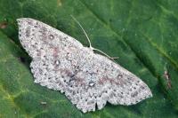 Cyclophora pendularia
