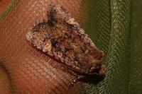 Dryobota labecula