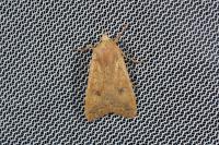 Sunira circellaris