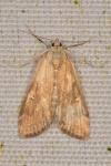 Parapoynx stratiotata