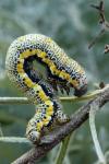 Lycia florentina