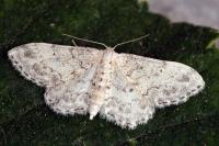 Idaea vesubiata
