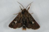 Cerapteryx graminis