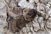 Ocneria atlantica