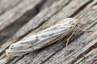 Lerautia bifasciata