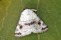 Eublemma scitula