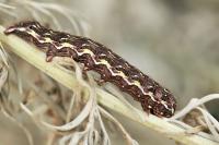 Cucullia santolinae