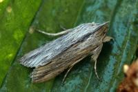 Cucullia santolinae
