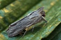 Cucullia santolinae