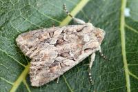 Lacanobia blenna