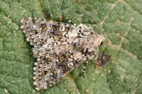 Hecatera corsica