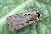 Dichagyris flammatra