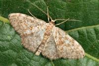 Scopula asellaria isabellaria