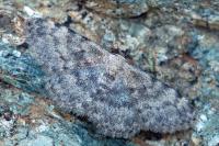 Scopula asellaria asellaria