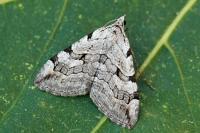Aplocera corsalta