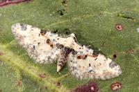 Eupithecia extremata