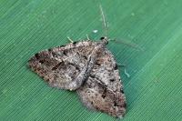 Macaria ichnusae