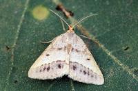 Isturgia arenacearia