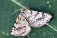 Isturgia assimilaria