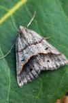 Perigune binaevata