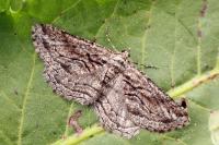 Sardocyrnia bastelicaria