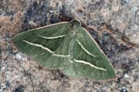 Hylaea pinicolaria