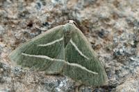 Hylaea pinicolaria